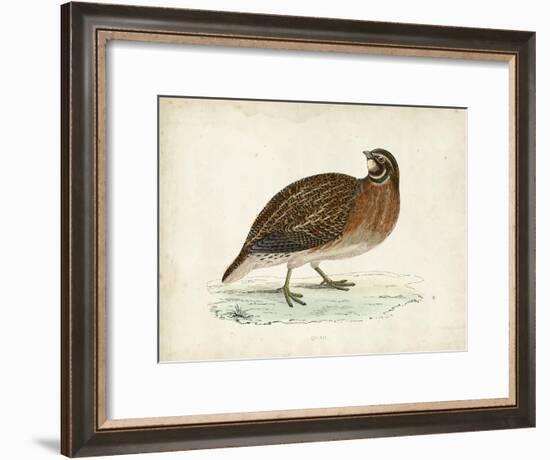 Morris Pheasants IV-null-Framed Art Print