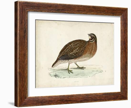 Morris Pheasants IV-null-Framed Art Print