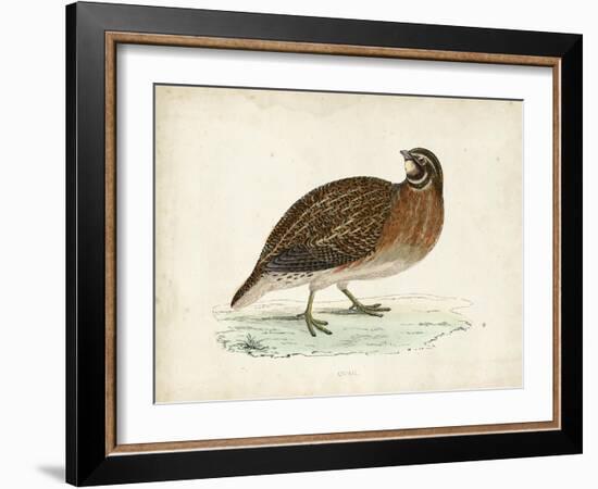 Morris Pheasants IV-null-Framed Art Print