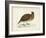 Morris Pheasants IV-null-Framed Art Print