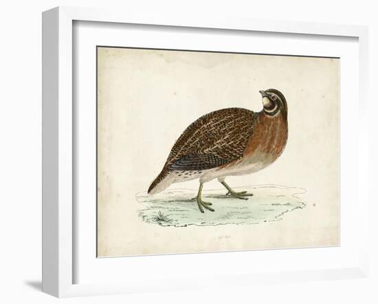 Morris Pheasants IV-null-Framed Art Print