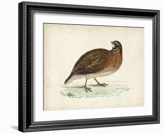 Morris Pheasants IV-null-Framed Art Print