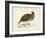 Morris Pheasants IV-null-Framed Art Print