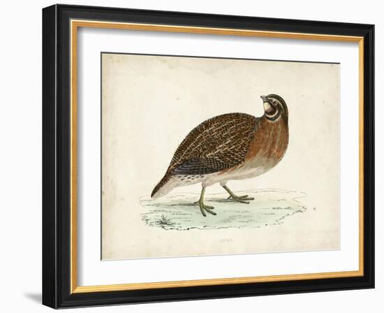 Morris Pheasants IV-null-Framed Art Print