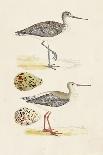 Sandpipers & Eggs IV-Morris-Framed Art Print