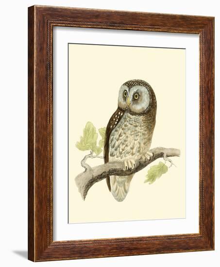 Morris Tengmalm's Owl-Reverend Francis O. Morris-Framed Art Print