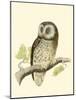 Morris Tengmalm's Owl-Reverend Francis O. Morris-Mounted Art Print
