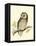 Morris Tengmalm's Owl-Reverend Francis O. Morris-Framed Stretched Canvas