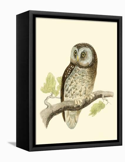 Morris Tengmalm's Owl-Reverend Francis O. Morris-Framed Stretched Canvas