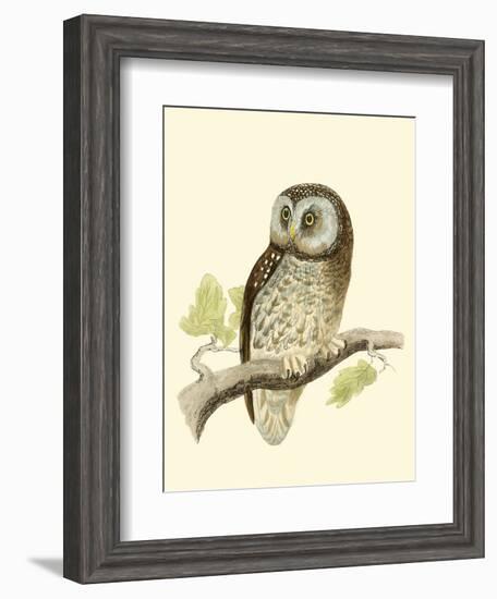 Morris Tengmalm's Owl-Reverend Francis O. Morris-Framed Art Print