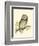 Morris Tengmalm's Owl-Reverend Francis O. Morris-Framed Art Print