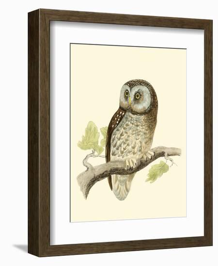 Morris Tengmalm's Owl-Reverend Francis O. Morris-Framed Art Print