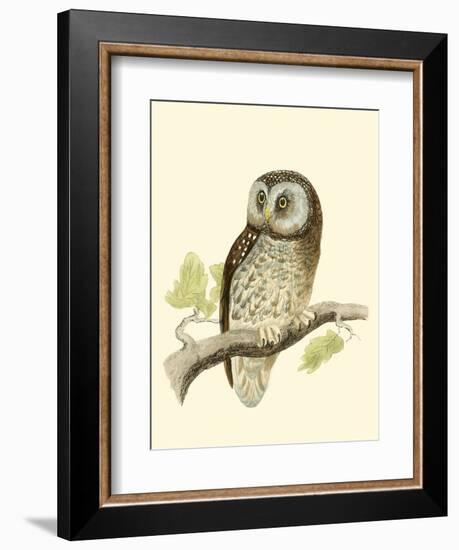 Morris Tengmalm's Owl-Reverend Francis O. Morris-Framed Art Print