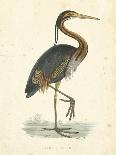 Vintage Night Heron-Morris-Art Print