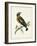 Morris Whinchat-Reverend Francis O. Morris-Framed Art Print