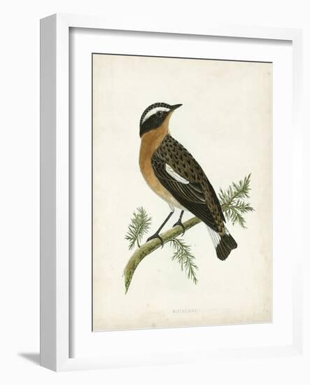 Morris Whinchat-Reverend Francis O. Morris-Framed Art Print