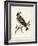 Morris Whinchat-Reverend Francis O. Morris-Framed Art Print