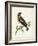 Morris Whinchat-Reverend Francis O. Morris-Framed Art Print