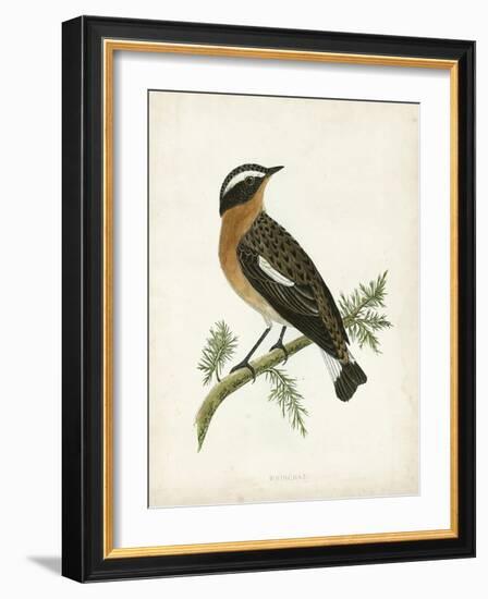 Morris Whinchat-Reverend Francis O. Morris-Framed Art Print