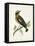 Morris Whinchat-Reverend Francis O. Morris-Framed Stretched Canvas