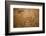 Mosaic floor, Church Of The Multiplication Of The Loaves And Fish, Tabgha, Galillee, Israel-null-Framed Photographic Print