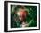 Mosaic Is of the Soul Nebula, Also Known As the Embryo Nebula, IC 1848, Or W5-Stocktrek Images-Framed Photographic Print