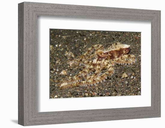 Mosaic Octopus-Hal Beral-Framed Photographic Print