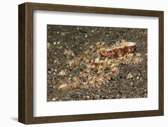 Mosaic Octopus-Hal Beral-Framed Photographic Print