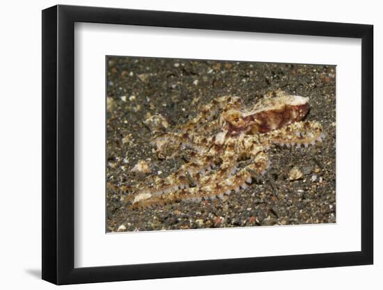 Mosaic Octopus-Hal Beral-Framed Photographic Print