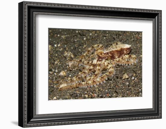 Mosaic Octopus-Hal Beral-Framed Photographic Print