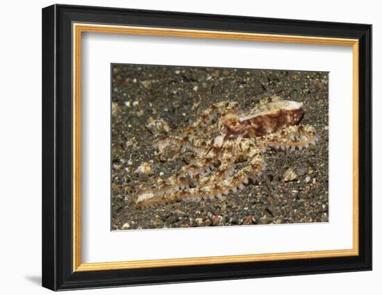 Mosaic Octopus-Hal Beral-Framed Photographic Print