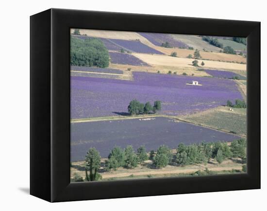 Mosaic of Fields of Lavander Flowers Ready for Harvest, Sault, Provence, France, June 2004-Inaki Relanzon-Framed Premier Image Canvas