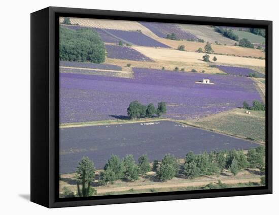 Mosaic of Fields of Lavander Flowers Ready for Harvest, Sault, Provence, France, June 2004-Inaki Relanzon-Framed Premier Image Canvas