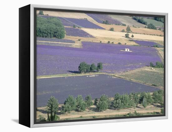 Mosaic of Fields of Lavander Flowers Ready for Harvest, Sault, Provence, France, June 2004-Inaki Relanzon-Framed Premier Image Canvas