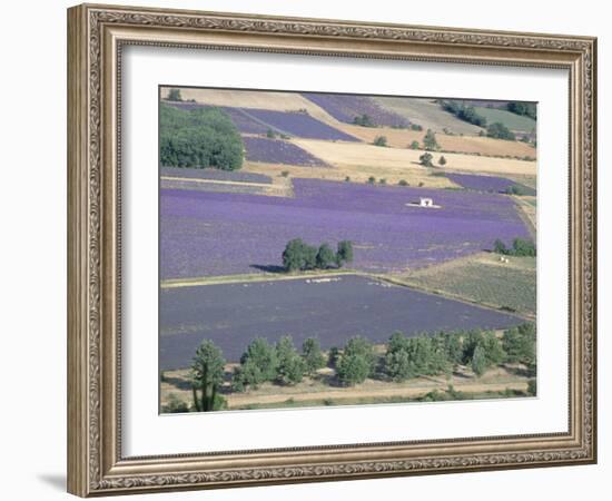 Mosaic of Fields of Lavander Flowers Ready for Harvest, Sault, Provence, France, June 2004-Inaki Relanzon-Framed Photographic Print