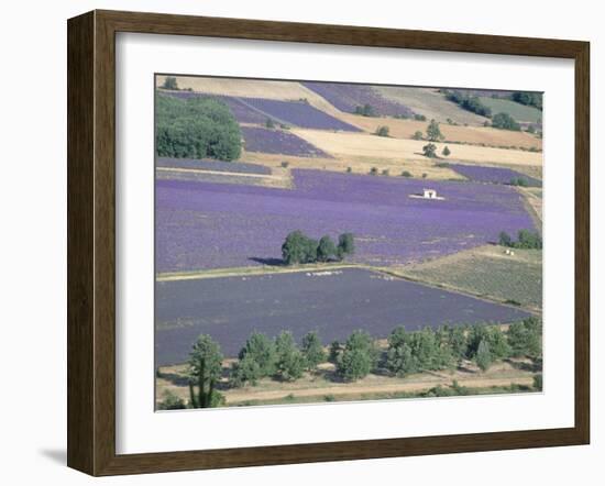 Mosaic of Fields of Lavander Flowers Ready for Harvest, Sault, Provence, France, June 2004-Inaki Relanzon-Framed Photographic Print