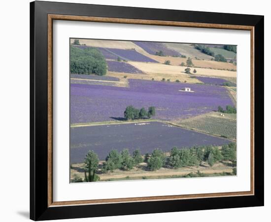 Mosaic of Fields of Lavander Flowers Ready for Harvest, Sault, Provence, France, June 2004-Inaki Relanzon-Framed Photographic Print