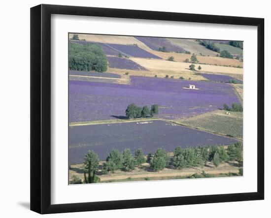 Mosaic of Fields of Lavander Flowers Ready for Harvest, Sault, Provence, France, June 2004-Inaki Relanzon-Framed Photographic Print