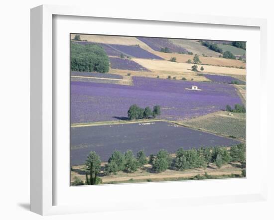 Mosaic of Fields of Lavander Flowers Ready for Harvest, Sault, Provence, France, June 2004-Inaki Relanzon-Framed Photographic Print