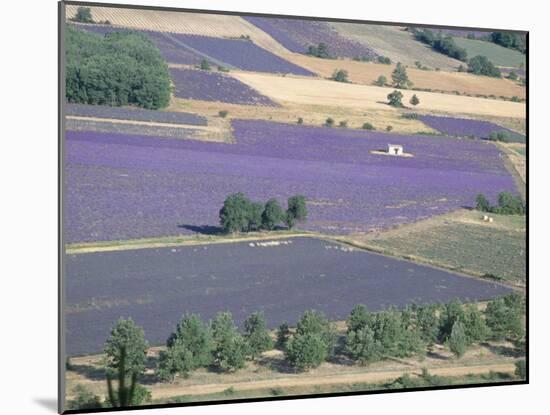 Mosaic of Fields of Lavander Flowers Ready for Harvest, Sault, Provence, France, June 2004-Inaki Relanzon-Mounted Photographic Print