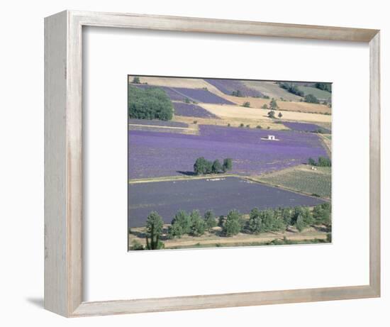 Mosaic of Fields of Lavander Flowers Ready for Harvest, Sault, Provence, France, June 2004-Inaki Relanzon-Framed Photographic Print