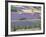 Mosaic of Fields of Lavander Flowers Ready for Harvest, Sault, Provence, France, June 2004-Inaki Relanzon-Framed Photographic Print