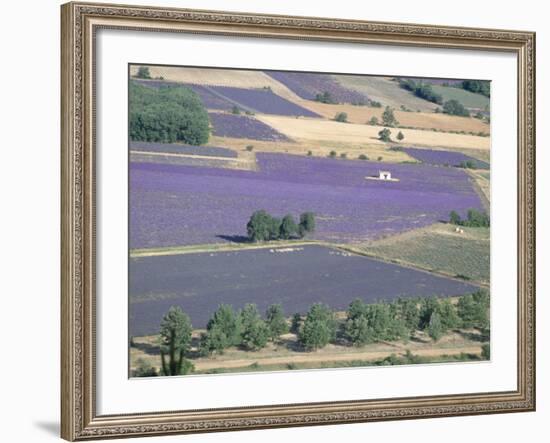 Mosaic of Fields of Lavander Flowers Ready for Harvest, Sault, Provence, France, June 2004-Inaki Relanzon-Framed Photographic Print