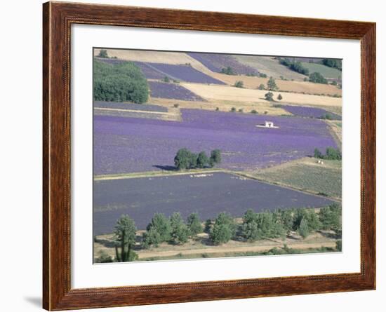 Mosaic of Fields of Lavander Flowers Ready for Harvest, Sault, Provence, France, June 2004-Inaki Relanzon-Framed Photographic Print