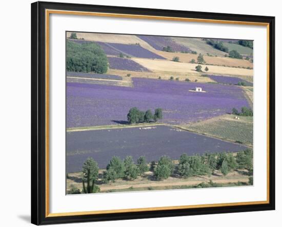 Mosaic of Fields of Lavander Flowers Ready for Harvest, Sault, Provence, France, June 2004-Inaki Relanzon-Framed Photographic Print