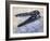 Mosasaurus Dinosaur Skull-Stocktrek Images-Framed Art Print