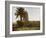 Mosque at Medamut (suburb of Thebes)-English Photographer-Framed Giclee Print