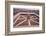 Mosque of Ibn Tulun, Built AD 876-879, Cairo, c20th century-CM Dixon-Framed Photographic Print