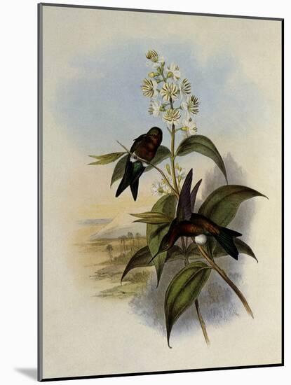 Mosquera's Puffleg, Eriocnemis Mosquera-John Gould-Mounted Giclee Print