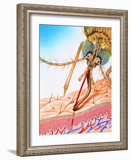 Mosquito Feeding-John Bavosi-Framed Photographic Print